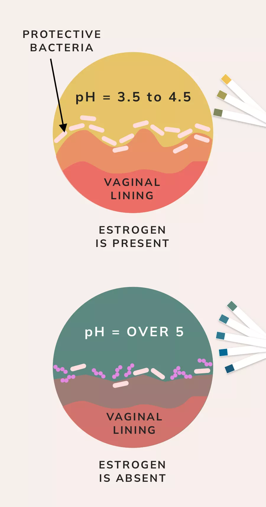 Vaginal Discharge After Menopause, Postmenopausal Discharge